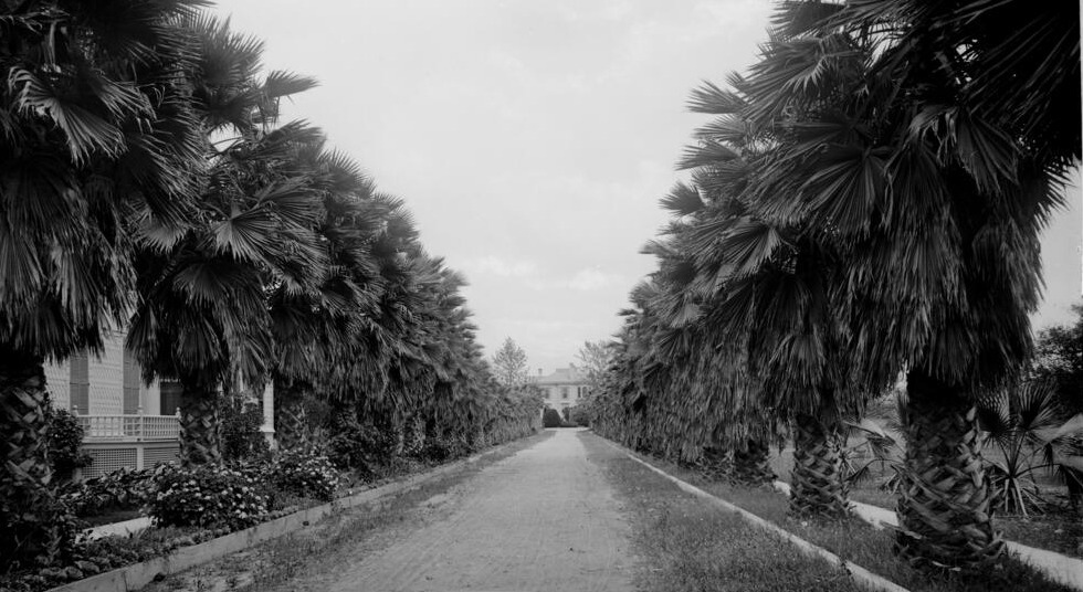 Palm lined street in Los Angeles